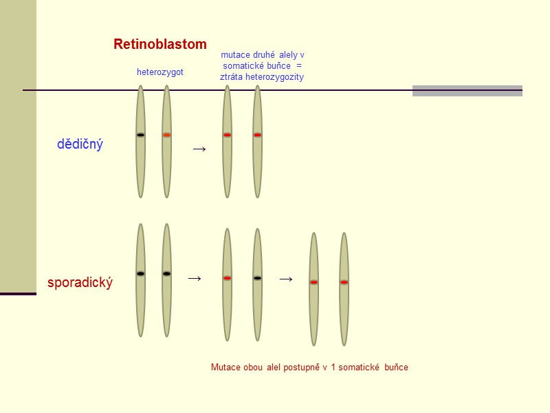 Retinoblastom dědičný sporadický heterozygot mutace druhé alely v somatické buňce  = ztráta heterozygozity